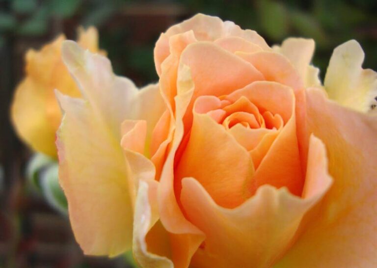 “Our Desire is a Gift From the Stars,” A Unitarian Universalist Blogpost