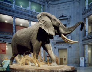 “Dante Is the Elephant in the Room”