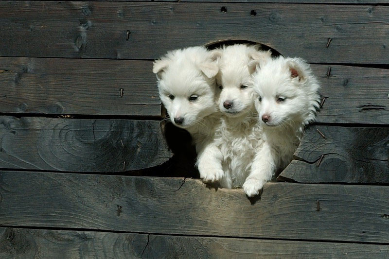 Baby Cerberus Imgur Post (2017)